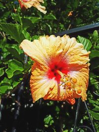 Close-up of yellow hibiscus blooming outdoors