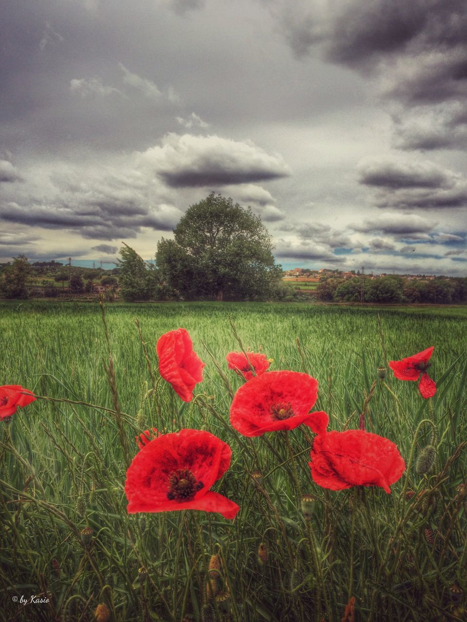 field, sky, flower, grass, landscape, red, cloud - sky, beauty in nature, tranquil scene, tranquility, growth, nature, scenics, cloudy, freshness, poppy, cloud, rural scene, plant, grassy