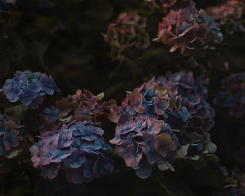 Close-up of purple hydrangea flowers