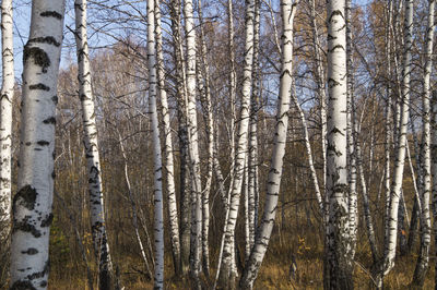 Trees in forest