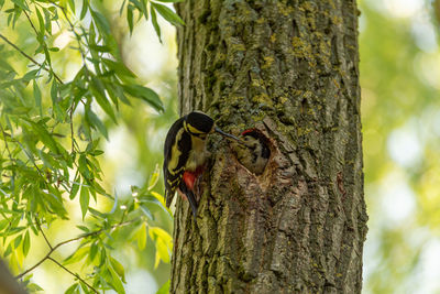 Bird perching on tree trunk