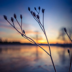 Brightly lit frozen, snow covered plants during the sunrise hour. 