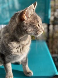 Close-up of cat on table