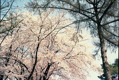 Low angle view of trees against sky