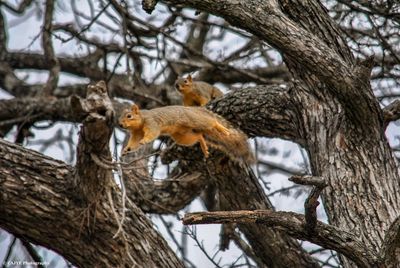 Low angle view of squirrel on tree