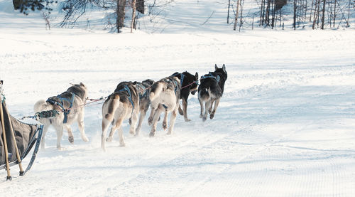 The running dog sledge team kamchatka musher.