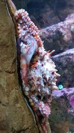 Close-up of fish underwater