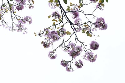 Close-up of cherry blossom against white background