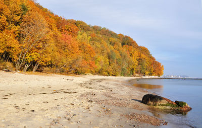 Autumn trees at beach