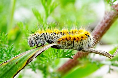 Close-up of insect on plant