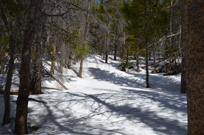 Trees in forest during winter