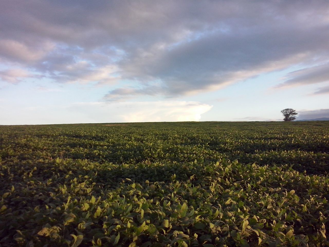 field, sky, landscape, tranquil scene, cloud - sky, tranquility, beauty in nature, scenics, rural scene, agriculture, nature, cloudy, growth, farm, cloud, horizon over land, plant, grass, flower, idyllic