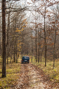 The car is on a forest road strewn with leaves. late autumn in the forest