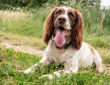 Dog looking away on field