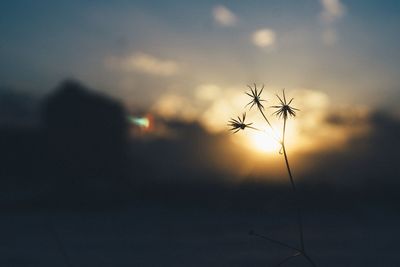 Silhouette plants against sky during sunset