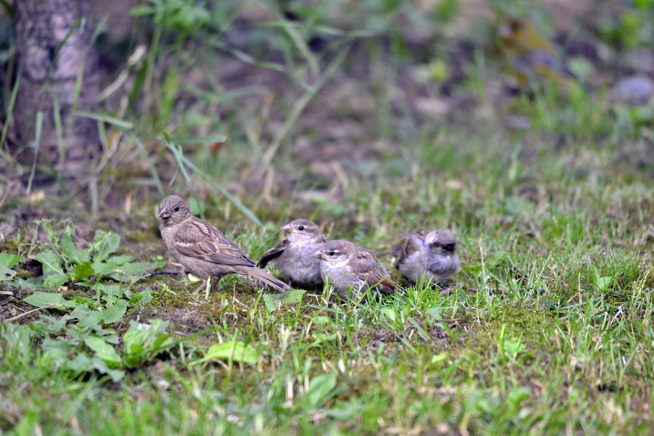 VIEW OF DUCK ON FIELD