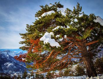 Low angle view of tree against sky during winter