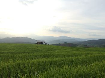 Scenic view of agricultural field against sky