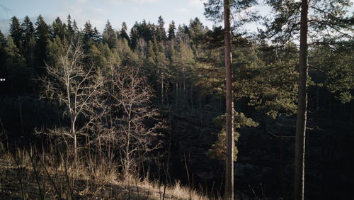 Scenic view of forest