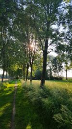 Trees on grassy field