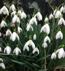 Close-up of white flowering plants