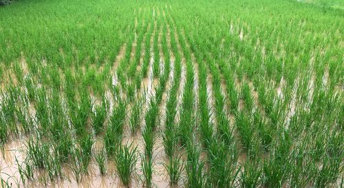Scenic view of rice field
