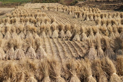 Full frame shot of crops on field