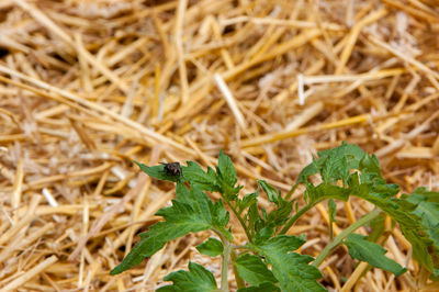 Close-up of insect on plant