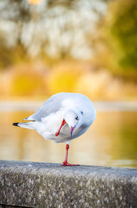 Close-up of seagull perching on rock