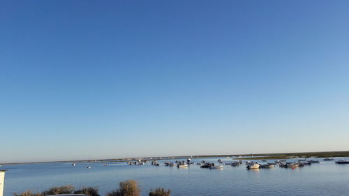 Sailboats in sea