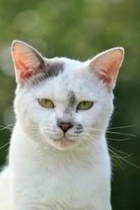 Close-up portrait of white cat