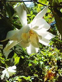 Close-up of white flowers