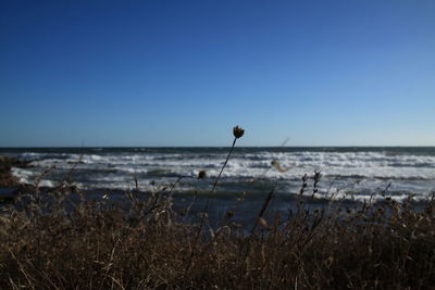 Scenic view of beach against clear sky