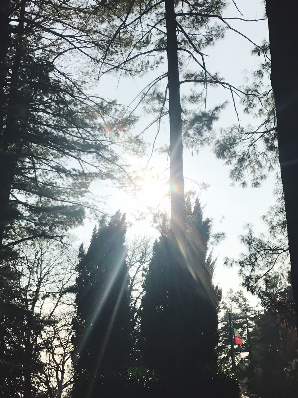 LOW ANGLE VIEW OF SUN STREAMING THROUGH TREE