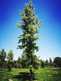 Low angle view of tree against clear sky