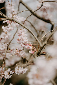 Close-up of cherry blossoms in spring