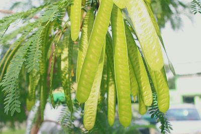 Close-up of palm leaves