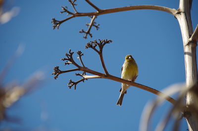 Low angle view of bird perching on tree against sky