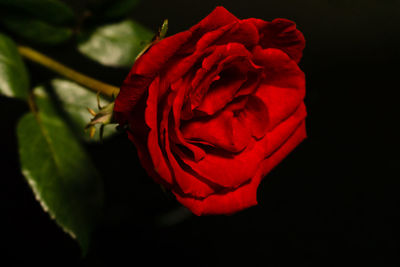 Close-up of red rose against black background