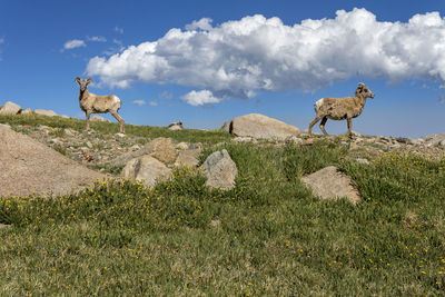 View of sheep on field against sky