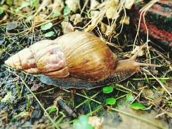 Close-up of snail on ground