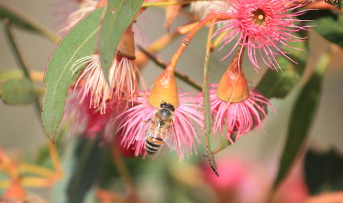 Close-up of bee on flower