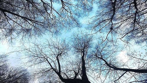 Low angle view of bare trees against sky