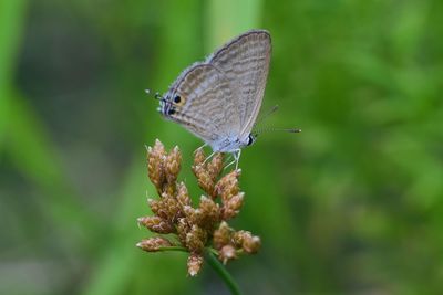Close-up of butterfly pollinating on flower