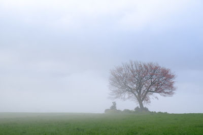 Scenic view of grassy landscape against sky in foggy weather