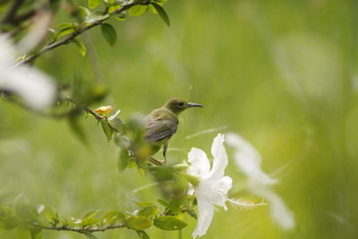 Close-up of bird perching on plant