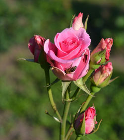 Close-up of pink rose