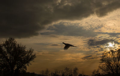 Low angle view of silhouette bird flying in sky