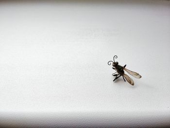 Close-up of insect on white wall