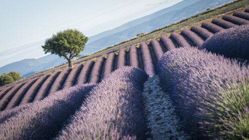 High angle view of agricultural field against sky